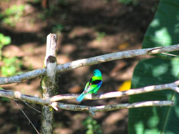 Birdwatching na Tabatinga, em Caraguatatuba (SP)