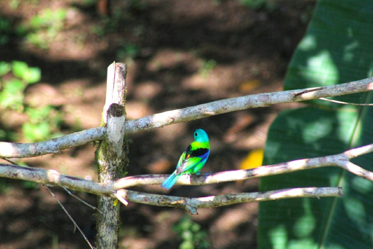 Birdwatching na Tabatinga, em Caraguatatuba (SP)