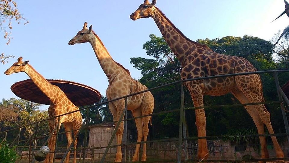 Zoológico de São Paulo reabre para visitantes