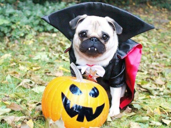 Cachorródromo tem Halloween para pets e tutores