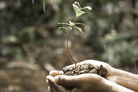 Parque Ibirapuera oferece atividade gratuita de jardinagem e técnica japonesa de cultivo de plantas